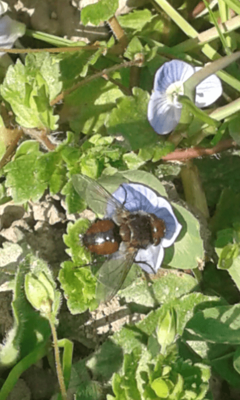 Tachinidae : Gonia sp.?